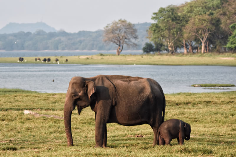 Elephants_of_Minneriya_National_Park,_Sri_Lanka
